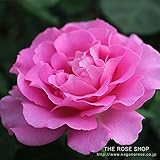 開花株 バラ苗 アリュール 国産大苗7号角鉢　四季咲き ピンク系（ローズなかしま）