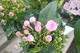 【ラッピング代込】　ニオイ桜　リメイク　５寸鉢　　【送料込価格】【敬老の日ギフトに】
