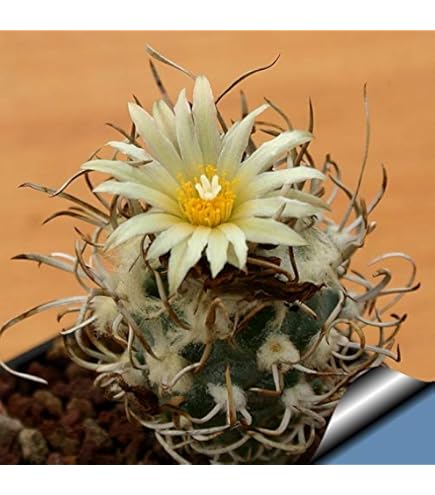 Amazon.co.jp: 【種子】Copiapoa Carizalensis◇コピアポア