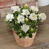 薫るバラ咲き くちなし 1株 芳香のある美しい花