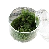 (観葉) 苔Terrarium 苔ミックス 蓋付カップL 説明書付 テラリウムキット 本州・四国限定[生体]