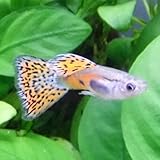 Amazon 熱帯魚 観賞魚 国産グッピー フルブラック 1pr 北海道 九州 沖縄 離島は発送不可 生体 Aquarium ドリーム シアター 観賞魚 水中生物 通販