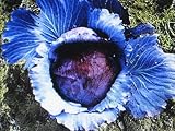 マンモスレッドロックキャベツ * 150 種 *