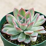 エイプス 7.5cmポット エケベリア Echeveria cv. Apus アプス 福岡県産 多肉植物 多肉 観葉植物 インテリアグリーン 寄せ植えに