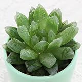 (観葉)ハオルチア サラダ菜(品種おまかせ) 3号(お買い得5鉢セット) 本州・四国限定[生体]