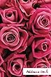 Address Book.: (Flower Edition Vol. E42)Pink Rose Design Glossy and Soft Cover, Large Print, Font, 6 X 9 for Contacts, Addresses, Phone Numbers, Emails, Birthday and More.