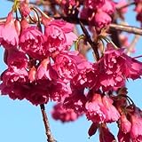 桜 苗木 八重緋寒桜 12cmポット苗 さくら苗