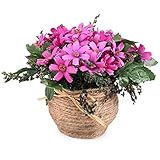 Louis Garden 麻縄　雛菊　干し草造花 (パープル)