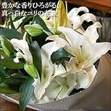パラボッセオリジナル カサブランカ 白いユリ5本の花束