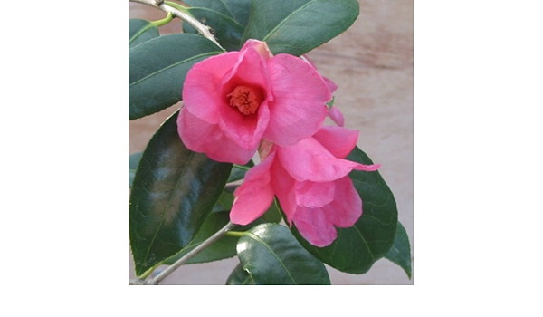 Amazon Co Jp 椿 ツバキ 紅侘助 べにわびすけ 樹高1m根巻きまたは地中ポット Diy 工具 ガーデン