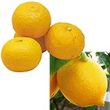 国華園　果樹苗　カンキツ　トゲなしレモン＆ユズ　2種2株【※発送が国華園からの場合のみ正規品です】