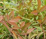 アカナンテン 根巻き苗 生垣 目隠し 低木 庭木 常緑樹