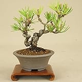 いよじ園 三河黒松 ミニ盆栽 【松柏盆栽】