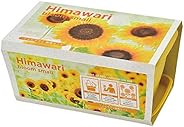 聖新陶芸 通年 家庭菜園 簡単 栽培キット ゆったり育てる ミニヒマワリ 花 栽培セット ( 自由研究 ) 鉢約24×15cm ENJOY PLANTER FLOWER 母の日 プレゼント 誕生日 GD-93201
