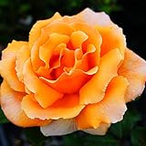 バラ苗 【ジャストジョーイ （HT） 大輪 四季咲き】 2年生接木大苗 （スリット鉢）