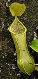 Nepenthes tobaica - pitcher plant - 5 seeds