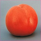 ネクタリン苗木　フレーバートップ