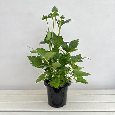 今年度最終出品　 月下美人 45 支柱 鉢付 8月23日現在花芽2つついています 月下美人鉢植え・大