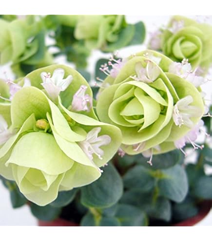 Amazon | 宿根草 観賞用ハーブ オレガノ ケントビューティー 1株