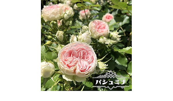 Amazon バラ苗 パシュミナ フロリバンダローズ 京成バラ 四季咲き カップ咲 ロゼット咲 白花 薔薇 花