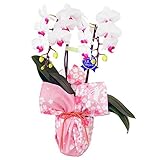 特選ミディ胡蝶蘭 2本立ち 赤リップ ユミ　4号陶器鉢　風呂敷ラッピング　気音間　綿小風呂敷 約50cm 桜うさぎ