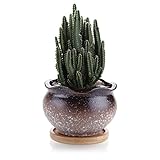 T4U 9.7cm 雪粒パターン 花縁 多肉植物、サボテン鉢 フラワーポット 植木鉢 バンブートレイ付き ブラウン
