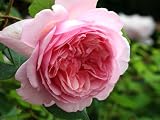 バラ苗 ソニアリキエル 大苗 ギヨー GUILLOT 四季咲き 強香 薔薇 バラ苗木