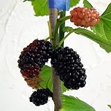 マルベリー（桑）：カタネオ5号ポット[食用クワ・イタリア産の多収穫品種][果樹苗木] ノーブランド品