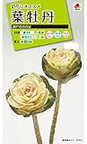 タキイ種苗 葉牡丹瀬戸の日の出