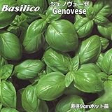バジル 苗 ジェノヴェーゼ Basilico Genovese 9cmポット苗