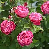 バラ苗 アカデミア 国産大苗6号スリット鉢 フロリバンダ(FL) 四季咲き中輪 ピンク系　イタリア　ローズバルニ