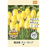 DCM 富山産チューリップ特大球 黄花種 20球