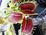 Dionaea muscipula Predator - venus fly trap - 3 seeds