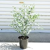 今季再入荷！　庭木：ユーカリ　グニー 樹高:80cm　大株！