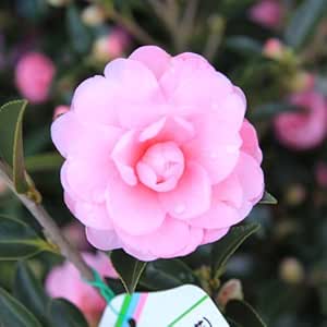 Amazon 庭木 サザンカ さざんか 乙女 樹高 約100cm 全高 約110ｃｍ 植木