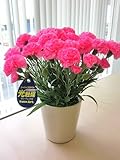 光触媒 アートフラワー 母の日 カーネーション ピンク 造花