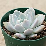 ラウリンゼ 7.5cmポット エケベリア Echeveria Laulindsa 福岡県産 多肉植物 多肉 観葉植物 インテリアグリーン 寄せ植えに