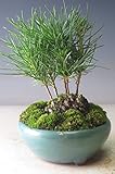 ミニ盆栽　黒松の寄せ植え(松ぼっくり付き）