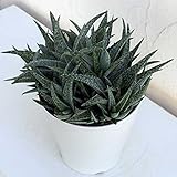 アロエ：ホワイトフォックス5号鉢