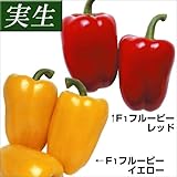 国華園　実生野菜苗　実生パプリカ2色セット　2種4株(各2株)【※発送が国華園からの場合のみ正規品です】
