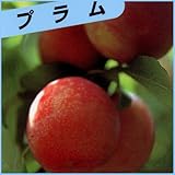 すもも(プラム)苗木 サンタローザ