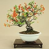 いよじ園 ピラカンサ / 根上り （小品盆栽） 【雑木盆栽】いよじ園