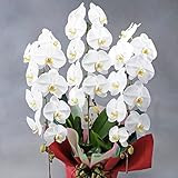 ＜ ご開店 ご開業 ご移転 ご就任 フラワーギフトに＞ 胡蝶蘭3本立（白） 1．5万円コース