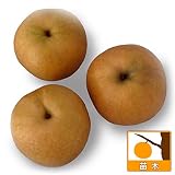 梨（ナシ）：新興（シンコウ）4号ポット[大果の晩生日本梨（赤）授粉樹に向く品種][苗木]