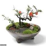 益子焼 足付平鉢 炭化 盆栽鉢
