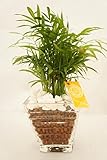在庫限り!!!!　【手軽に観葉植物を楽しめます♪土を使っていないから衛生的でお部屋のインテリアにも】　ハイドロカルチャー　観葉植物　ハイドロボール　ガラス製フラワーベースＬ　白石大