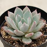 女美月 7.5cmポット エケベリア Echeveria Yeomiwol ユーメイユエ バイオリーナ 福岡県産 多肉植物 多肉 観葉植物 インテリアグリーン 寄せ植えに