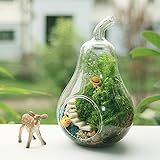 Pear の形花のガラスの花瓶のコケマイクロランドスケープエコボトル