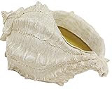 Solid Objet 花鉢 にもなる おしゃれ な インテリア オブジェ 置物 飾り シェル Dタイプ Lサイズ 4008294-02