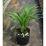 ヤブラン 5号ポット